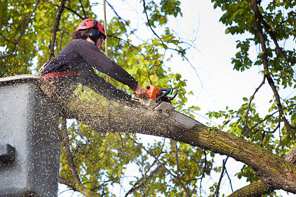 Best Arborist Consultation Services  in El Verano, CA